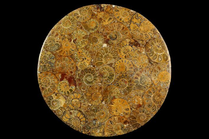 Composite Plate Of Agatized Ammonite Fossils #130581